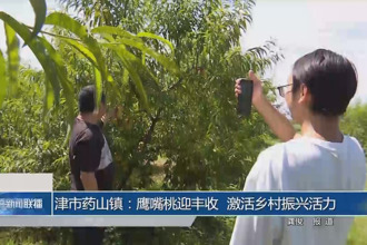 津市药山镇：鹰嘴桃迎丰收 激活乡村振兴活力