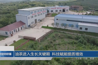 油茶进入生长关键期 科技赋能提质增效