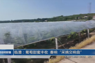 临澧：葡萄甜蜜丰收 奏响“采摘交响曲”