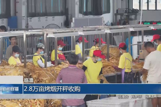 临澧：2.8万亩烤烟开秤收购