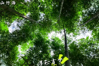 【临澧】带您畅游浮山竹海