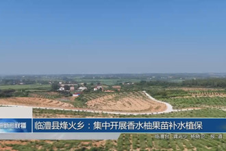 临澧县烽火乡：集中开展香水柚果苗补水植保