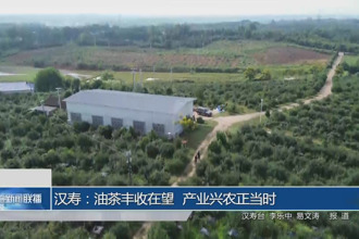 汉寿：油茶丰收在望 产业兴农正当时