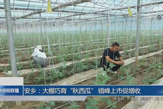 安乡：大棚巧育“秋西瓜” 错峰上市促增收