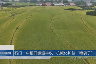 石门：中稻开镰迎丰收 机械化护航“粮袋子”
