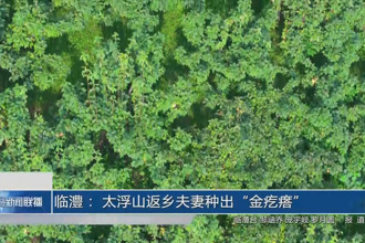 临澧： 太浮山返乡夫妻种出“金疙瘩”