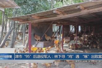 津市“95”后退役军人：林下寻“鸡”遇“啄”出致富路