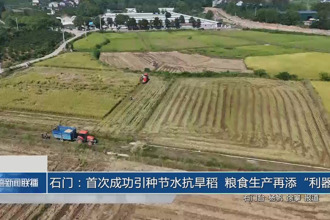 石门：首次成功引种节水抗旱稻 粮食生产再添“利器”