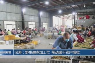 汉寿：野生酸枣加工忙 带动逾千农户增收