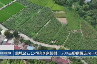 鼎城区石公桥镇李家桥村：200亩猕猴桃迎来丰收
