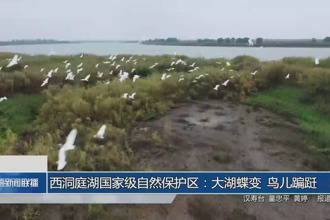 西洞庭湖国家级自然保护区：大湖蝶变 鸟儿蹁跹