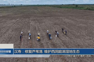 汉寿：修复芦苇荡 维护西洞庭湖湿地生态