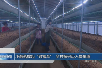 小菌菇撑起“致富伞” 乡村振兴迈入快车道