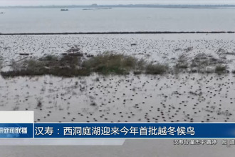 汉寿：西洞庭湖今年首批越冬候鸟抵达