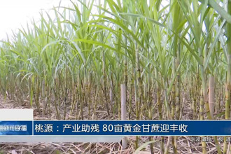 桃源：产业助残 80亩黄金甘蔗迎丰收