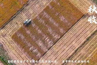 【鼎城】港中坪秋收