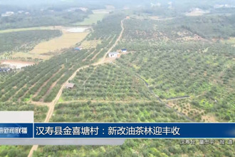 汉寿县金喜塘村：新油茶林迎丰收