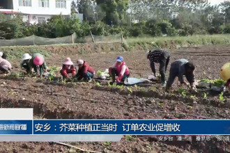 安乡：芥菜种植正当时 订单农业促增收
