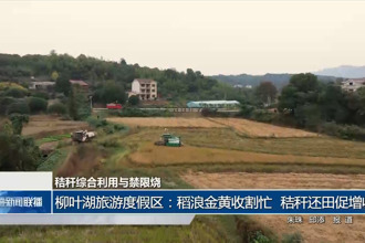 柳叶湖旅游度假区：稻浪金黄收割忙 秸秆还田促增收