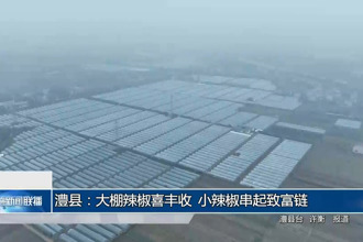 澧县：大棚辣椒喜丰收 小辣椒串起致富链