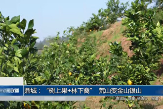 鼎城：“树上果+林下禽” 荒山变金山银山