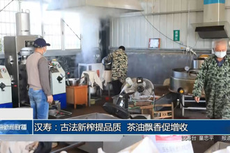 汉寿：古法新榨提品质 茶油飘香促增收