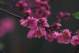 常德的花花都上央媒啦！邀您来共赏