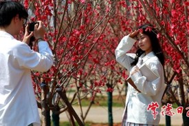 18天速成花海！450株菊花桃点亮常德