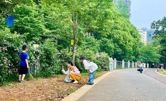 屈原公园蔷薇正艳 市民打卡忙