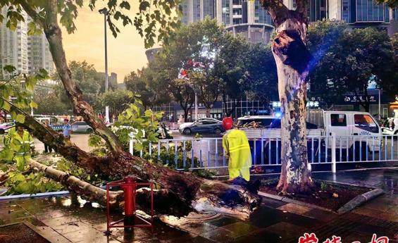 暴雨天气树木倒伏怎么办？常德园林“抢险队”出击
