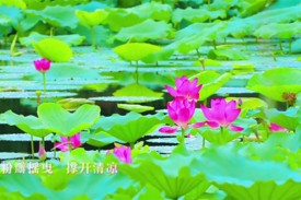 这个夏天，滨湖公园把清凉藏进每朵荷花的呼吸里～