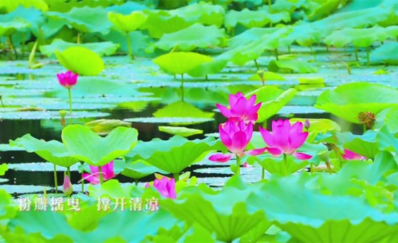 这个夏天，滨湖公园把清凉藏进每朵荷花的呼吸里～