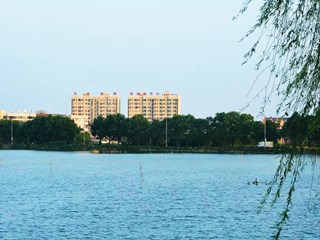 柳拂东湖