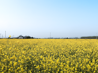 油菜花海