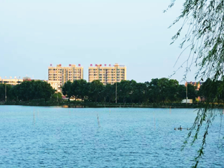柳拂东湖